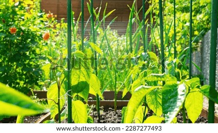 Fresh greens in the vegetable garden. Beautiful modern garden design with wooden raised beds. Staked seedlings of pepper after the rain close-up. Sunny morning in a domestic organic garden. Royalty-Free Stock Photo #2287277493