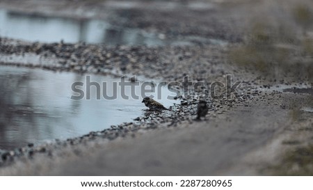 Ukraine, spring, nature, sparrows bathing in a puddle.