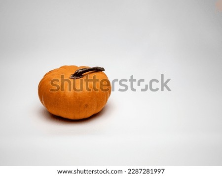 Image of pumpkin, decoration, ripe pumpkin