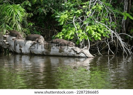 Sea otter family sleeping at tree trunk on Sandoval Lake with forest background. Endangered species sea otters. Selective focus. 