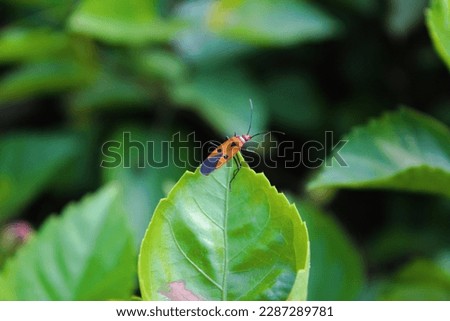 Red Cotton Bug and Green Background Leaf Picture 