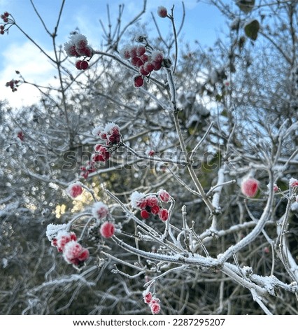 Frosty winter morning red berries