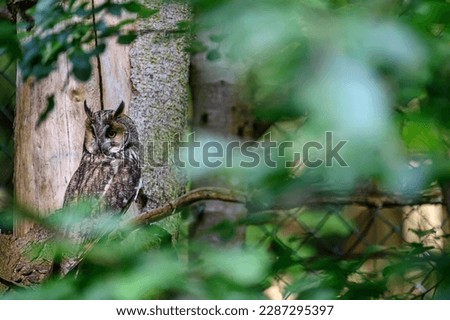 The eared callus and Asio otus sits on a tree branch and looks for its food, the best photo.