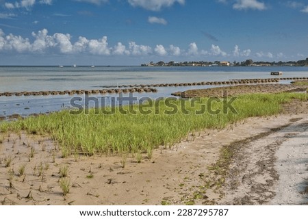 A living shoreline restoration project on the shores of Tampa Bay with oyster reef balls, marsh grass and bagged fossilized shell with a waterfront community in the background. Royalty-Free Stock Photo #2287295787