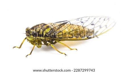 Green, grey and brown hieroglyphic cicada fly - Neocicada hieroglyphica - side profile view isolated on white background Royalty-Free Stock Photo #2287299743