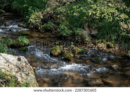 River rock in green forest on summertime nature. River flows over rocks through the woods. 