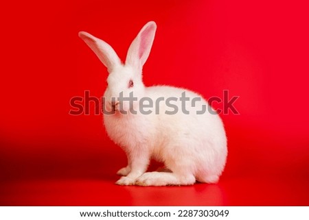 White bunny portrait on red background with copyspace. easter bunny portrait on festive red background.