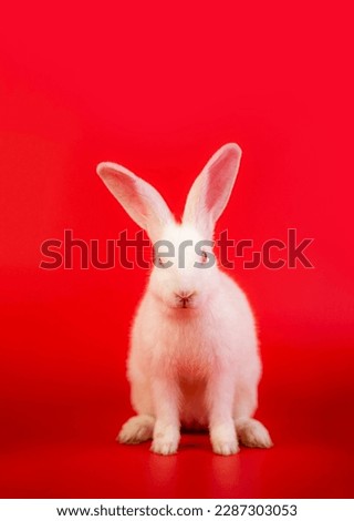 White bunny portrait on red background with copyspace. easter bunny portrait on festive red background.