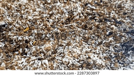 Close up picture of ant eggs sells in the bird pet shop