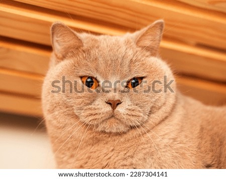 Portrait of cute British short hair cat. Home pet. Cute animal face.