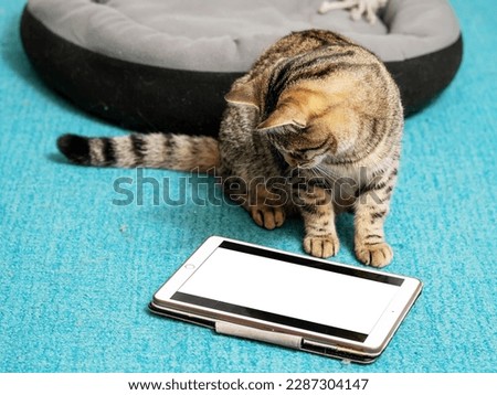 Cute tubby cat looking at a blue tablet screen sitting on a blue color carpet at home. Pet care and entertainment. Internet use for animals. Online gambling and games addiction concept. Royalty-Free Stock Photo #2287304147