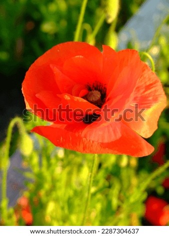 This photo shows a poppy.