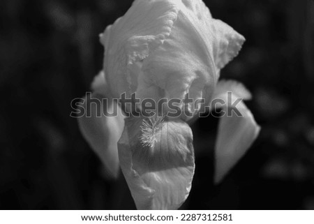 Iris blossom in black and white color. Luxuriant black and white blossom image outdoors.