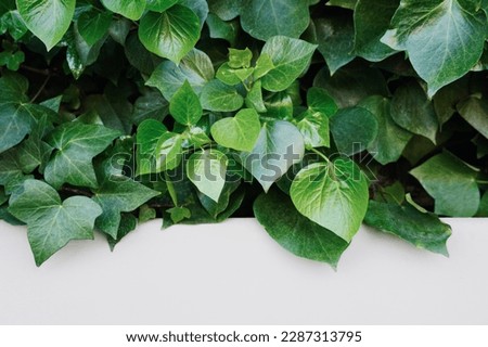 House with natural green walls of plants. Green leaves of wild grapes. Green wall with white background with space for text.