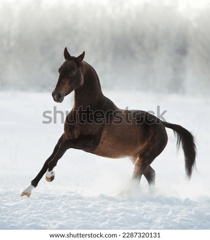 portrait of an Akhal-Teke horse running in a field in winter