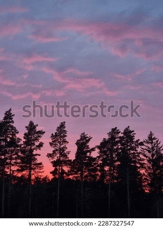 Beautiful sunset behind fir trees