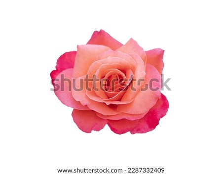 Single rose flower in pastel pink, isolated