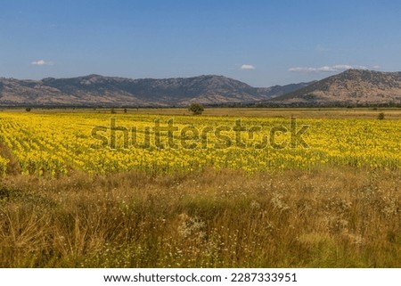  Summer view of sunflower fields of North Macedonia