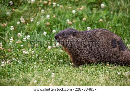 A groundhog along the shore of a river in Western Ontario.