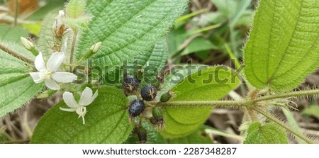 Clidemia hirta is a perennial shrub. It is an invasive plant species in many tropical regions of the world, creating serious damage to other plant species. Royalty-Free Stock Photo #2287348287
