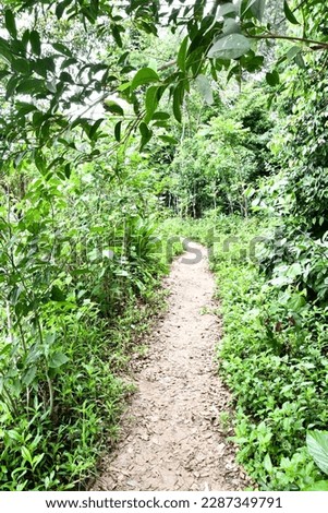 path in the forest, photo as a background, digital image