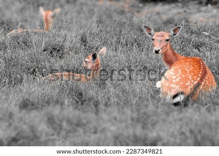 Photo PIcture of a Cute spotted fallow deer