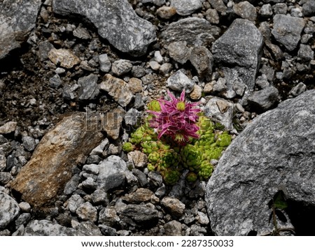Sempervivum tectorum, bright green succulent plant with flower with pink petals forming a star and yellow pistil between rocks in the Swiss alps on a summer day Royalty-Free Stock Photo #2287350033