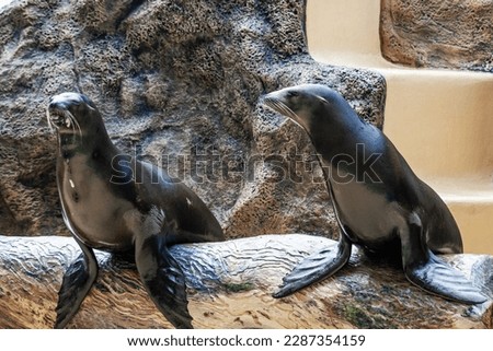 Cute Fur seal in park , Tenerife, Spain
