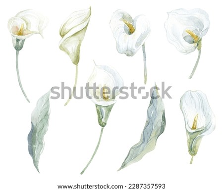 Set of white Callas with Leaves. Watercolor Illustration.
