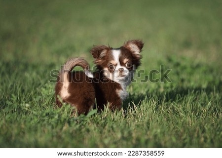Cute little chihuahua puppy in nature. Playful Puppy Royalty-Free Stock Photo #2287358559