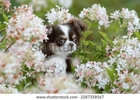 Cute little chihuahua puppy in flowers