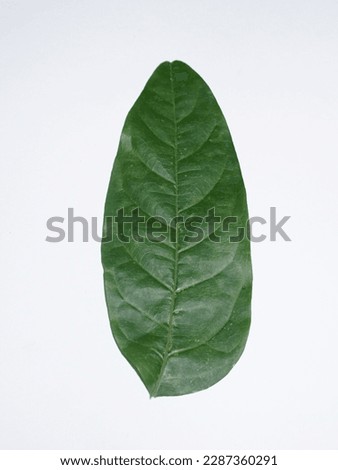 Dracontomelon dao leaf or Daun Sengkuang