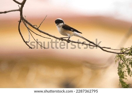 Long-tailed Shrike, or Rufous-backed Shrike sitting on the branch of  a tree with beautiful background . One of the most beautiful bird to watch.
