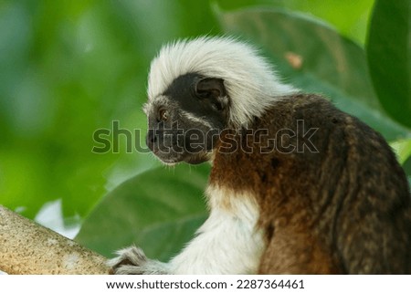 A side profile of the pigmy cotton monkey or marmoset against green background