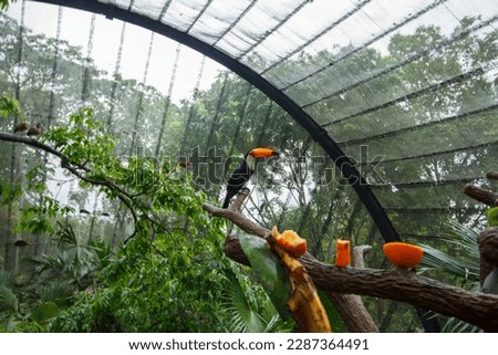 A close up of Toucan bird in the big huge cage in captivity depicting natural environment
