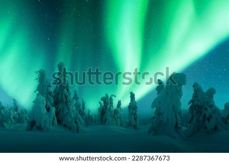 Northern lights in winter forest. Aurora borealis. Sky with polar lights and stars. Night winter landscape with aurora and pine tree forest. Landscape photography