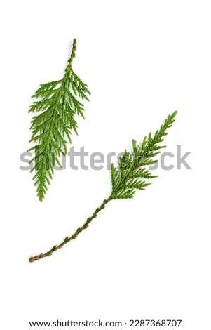 Small branch of the western red cedar tree found in the Pacific northwest. Thuja plicata. Isolated on white background in flat lay composition.  Vertical format with room for text.
 Royalty-Free Stock Photo #2287368707