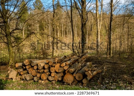 Freshly stacked tree trunks after logging in mixed forest
