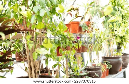 greenhouse garden and flowers. Interior of Beautiful Greenhouse Dome