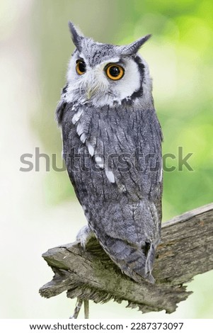 Picture of American owl on a tree branch