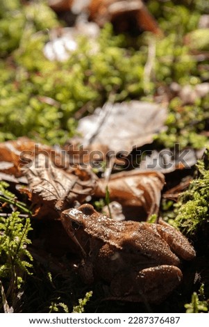 photo small toad sitting on moss and foliage on a sunny day