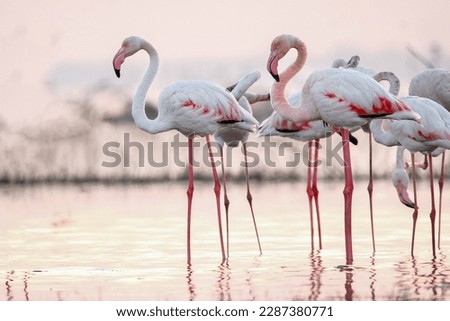 Beautiful flamingo near back water. wall mounting of flamingo bird. background picture of bird. Beautiful wings of flying flamingo. Wall poster of flamingo bird. Migratory bird in Bhigwan, India. Royalty-Free Stock Photo #2287380771
