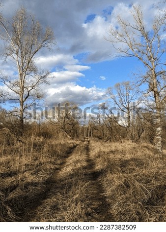 Spring trees against a blue sky with white clouds. Early spring, spring mood