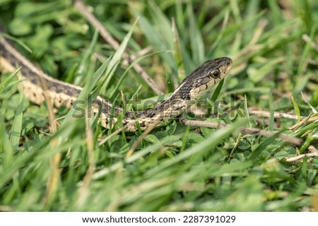 Garter Snake skims through the grass in horizonal photo with copy space