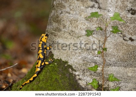 The fire salamander (Salamandra salamandra gigliolii ). A subspecies of salamadra that lives along the Italian Apennines.