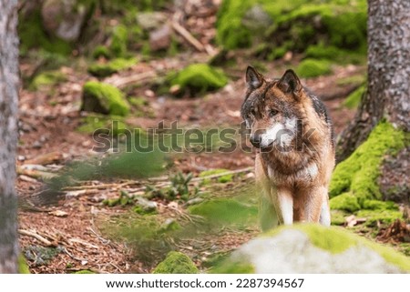 male Eurasian wolf (Canis lupus lupus) looking around