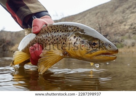 Wild brown trout caught and released in early spring on the Owyhee River, Oregon Royalty-Free Stock Photo #2287398937