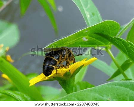 "Honey Sucking Bees" (Anthophila). yellow bee selective focus on yellow flower, animal macro photography