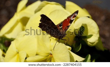 Butterfly in the spring garden with yellow flowers
