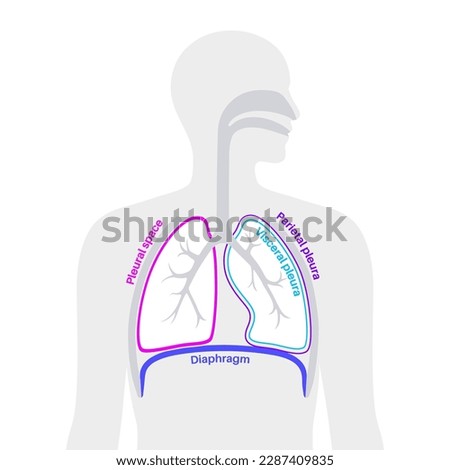 Pleura anatomy concept. Chest cavity medical poster. Membrane tissue in human body. Respiration system scheme. Pulmonary pleurae diagram. Lungs, trachea, bronchi and diaphragm vector illustration. Royalty-Free Stock Photo #2287409835